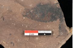 Foto (Detailsansicht) von Quercus palaeoilex Ettingshausen (NHMW-GEO-2024-0188-0782)